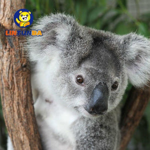 Peluche Koala - photo